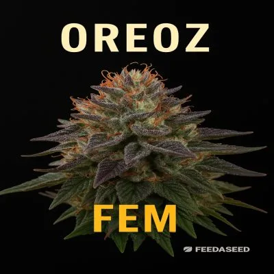 Oreoz Feminized Cannabis Seeds on Sale Now