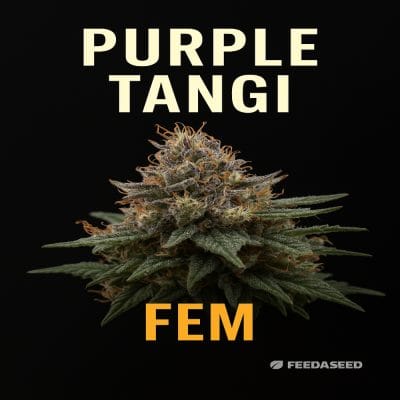 Buy Purple Tangi Feminized Cannabis Seeds on Sale