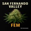 Buy San Fernando Valley Feminized Cannabis Seeds on Sale