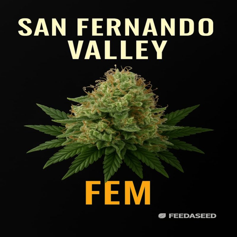 Buy San Fernando Valley Feminized Cannabis Seeds on Sale