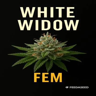 Buy White Widow Feminized Cannabis Seeds on Sale