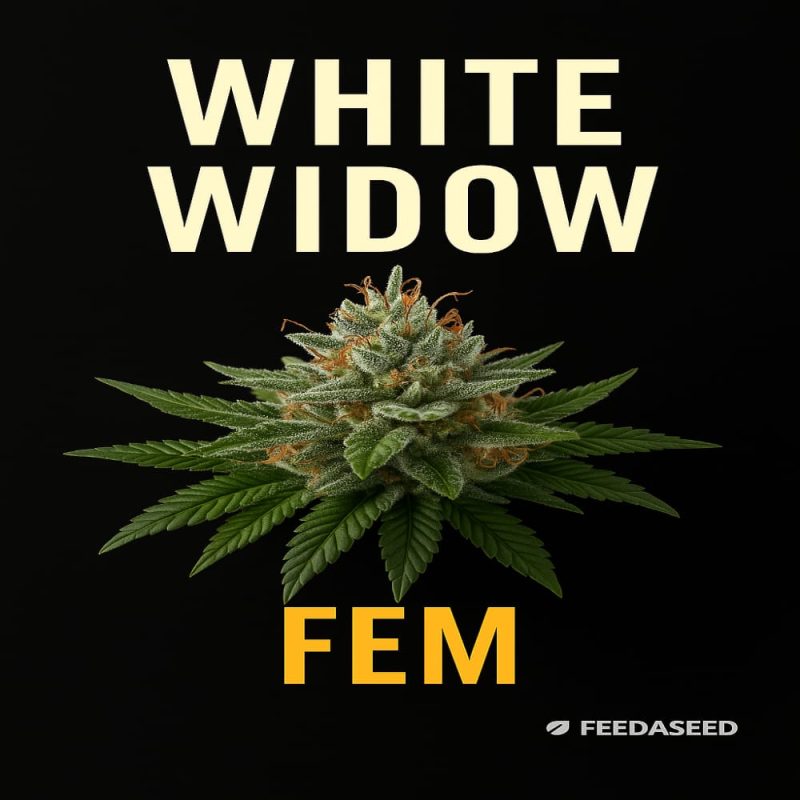 Buy White Widow Feminized Cannabis Seeds on Sale