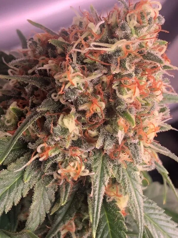 Premium cannabis seeds collection – feminized and autoflowering varieties on sale