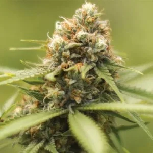 Durban Poison cannabis strain – pure sativa seeds