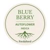 blueberry auto