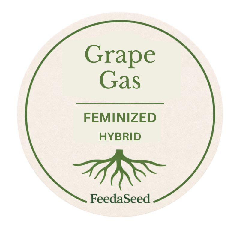 grape gas fem cannabis seeds