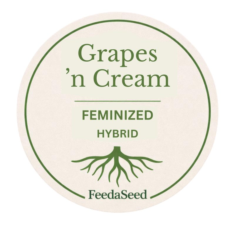 Grapes-n-Cream-Cannabis-Seeds