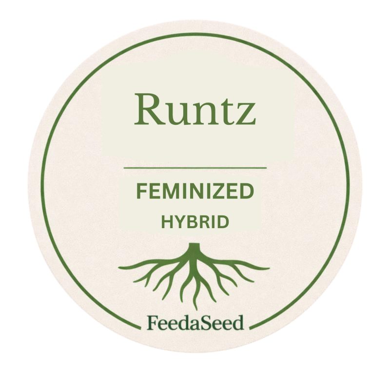 Runtz-Cannabis-Seed