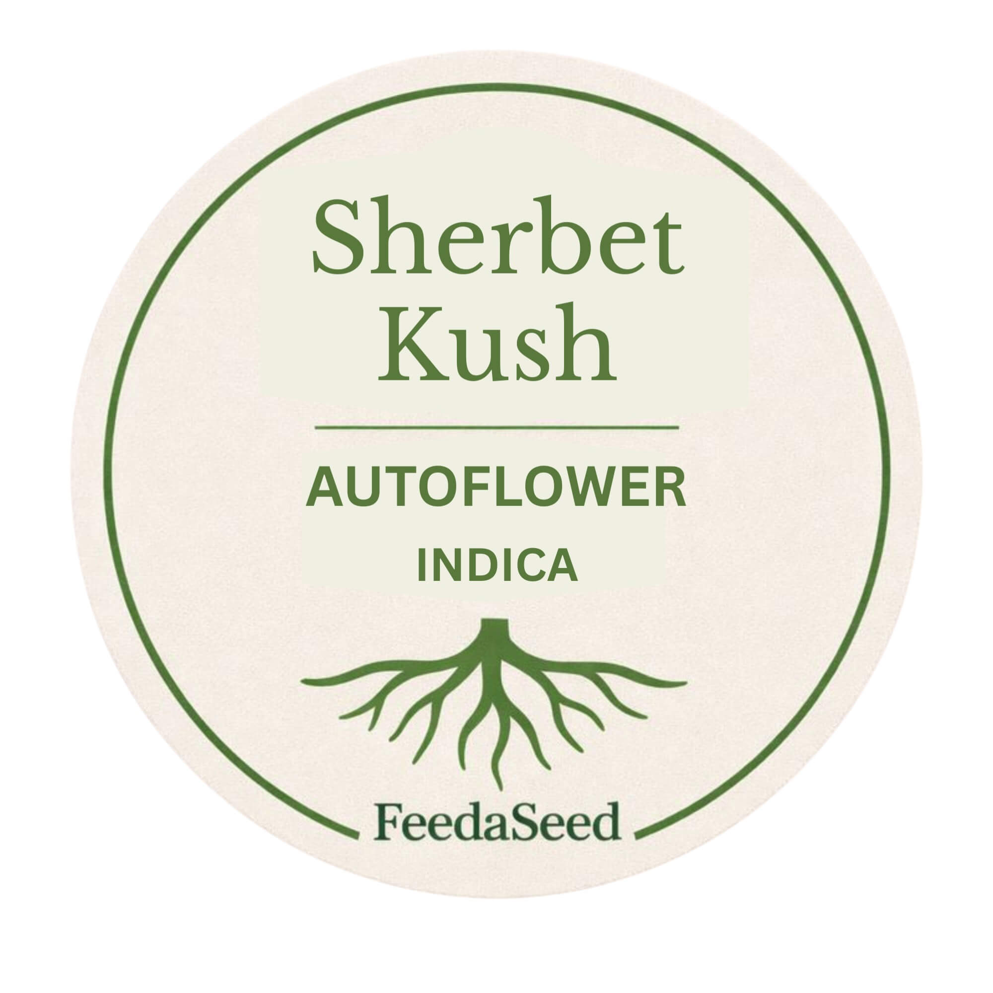 Sherbet-Kush-Cannabis-Seeds